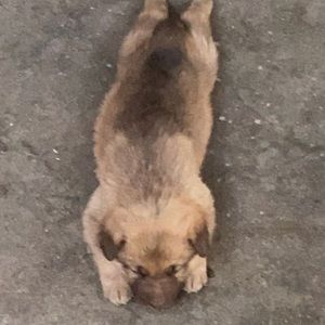 Meet your Posher, Liz